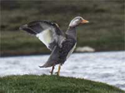 flying steamer duck